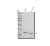 Anti-PCP2 Antibody Picoband® Boster Bio