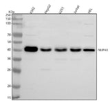 Anti-NUP43 Antibody Picoband® Boster Bio