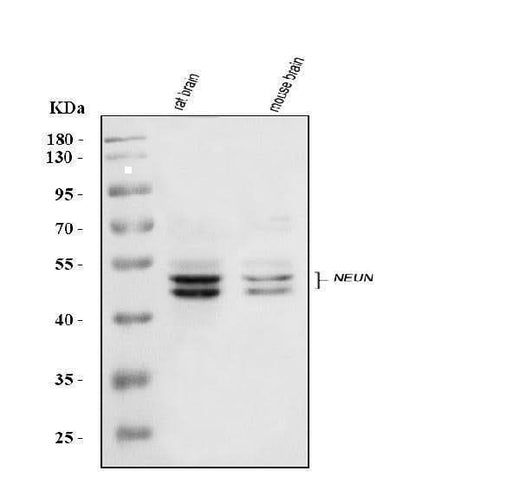 Anti-NeuN/Rbfox3 Antibody Picoband® Boster Bio