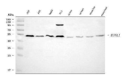 Anti-MIPOL1 Antibody Picoband® Boster Bio