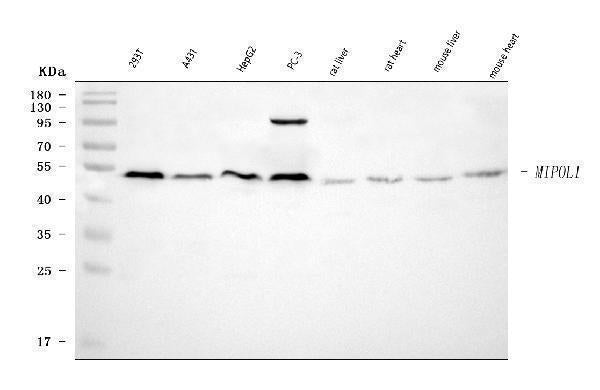 Anti-MIPOL1 Antibody Picoband® Boster Bio