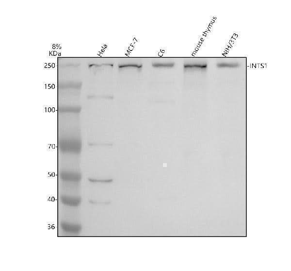 Anti-INTS1 Antibody Picoband® Boster Bio