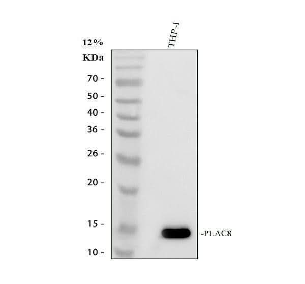 Anti-PLAC8 Antibody Picoband® Boster Bio