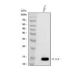 Anti-PLAC8 Antibody Picoband® Boster Bio