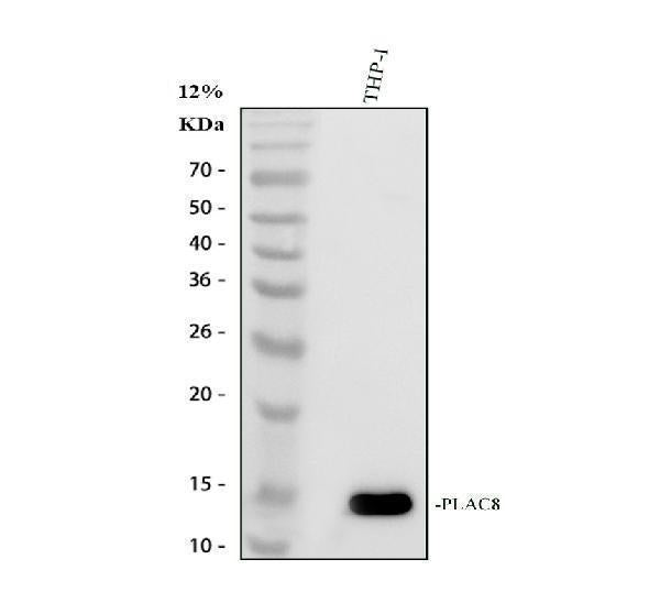 Anti-PLAC8 Antibody Picoband® Boster Bio