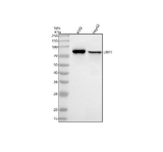 Anti-C1orf103/LRIF1 Antibody Picoband® Boster Bio