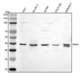 Anti-PBX4 Antibody Picoband® Boster Bio
