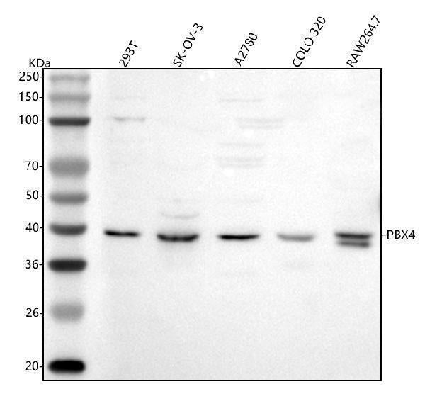 Anti-PBX4 Antibody Picoband® Boster Bio