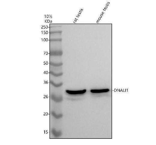 Anti-DNALI1 Antibody Picoband® Boster Bio