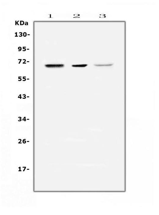 Anti-COBRA1/NELFB Antibody Picoband® Boster Bio