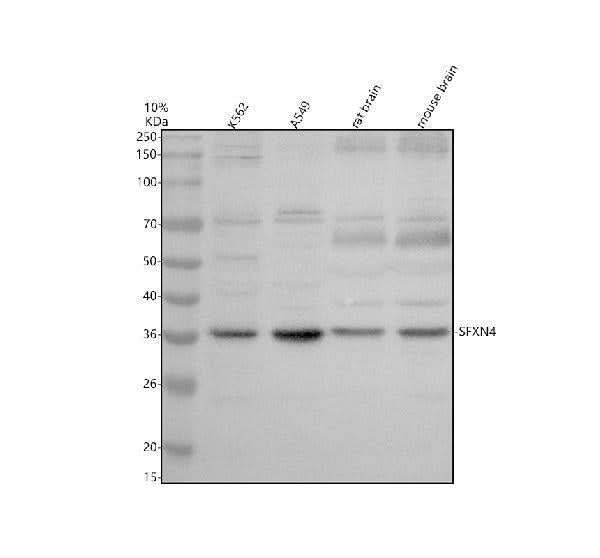 Anti-SFXN4 Antibody Picoband® Boster Bio