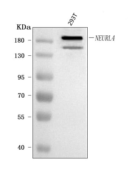 Anti-NEURL4 Antibody Picoband® Boster Bio