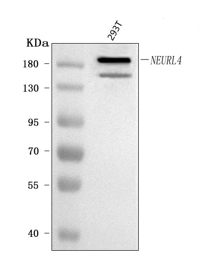 Anti-NEURL4 Antibody Picoband® Boster Bio
