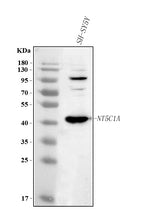 Anti-NT5C1A Antibody Picoband® Boster Bio