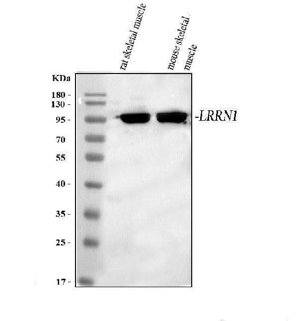 Anti-LRRN1 Antibody Picoband® Boster Bio