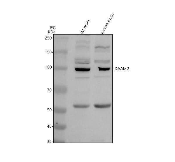 Anti-DAAM2 Antibody Picoband® Boster Bio