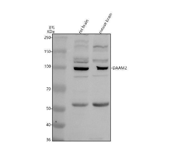Anti-DAAM2 Antibody Picoband® Boster Bio