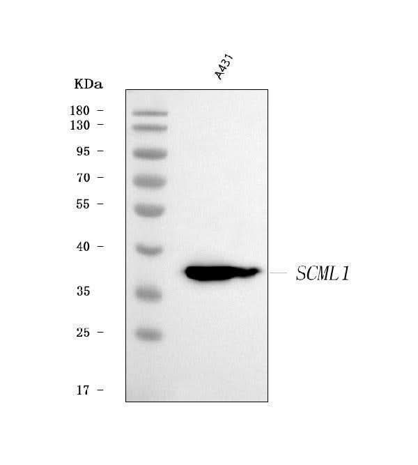 Anti-SCML1 Antibody Picoband® Boster Bio