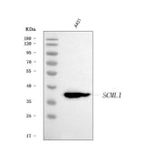 Anti-SCML1 Antibody Picoband® Boster Bio