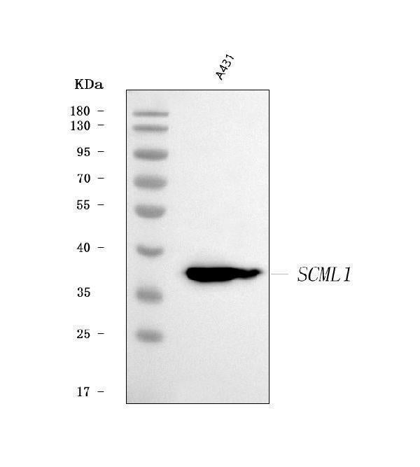 Anti-SCML1 Antibody Picoband® Boster Bio