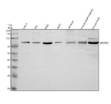 Anti-GPCPD1 Antibody Picoband® Boster Bio