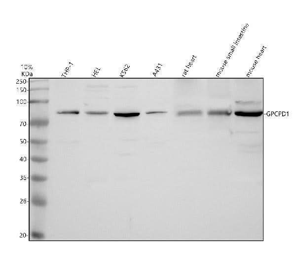 Anti-GPCPD1 Antibody Picoband® Boster Bio