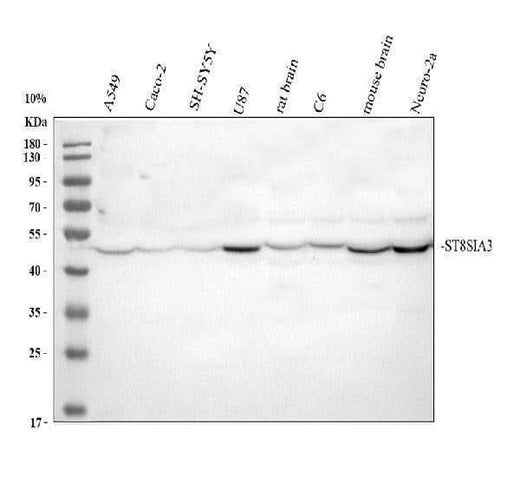 Anti-ST8SIA3 Antibody Picoband® Boster Bio