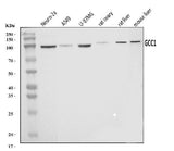 Anti-GCC1 Antibody Picoband® Boster Bio