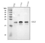 Anti-NSG1 Antibody Picoband® Boster Bio