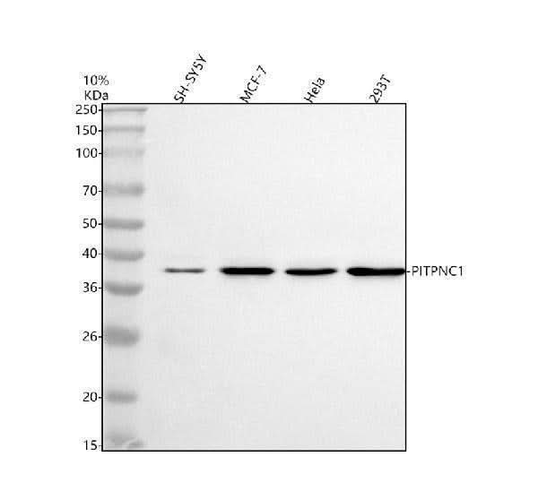 Anti-PITPNC1 Antibody Picoband® Boster Bio