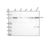 Anti-FAM40B/STRIP2 Antibody Picoband® Boster Bio