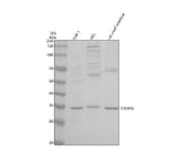 Anti-TRIM40 Antibody Picoband® Boster Bio