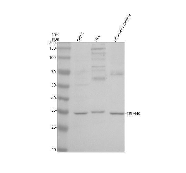 Anti-TRIM40 Antibody Picoband® Boster Bio