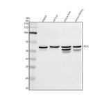 Anti-DAK/TKFC Antibody Picoband® Boster Bio