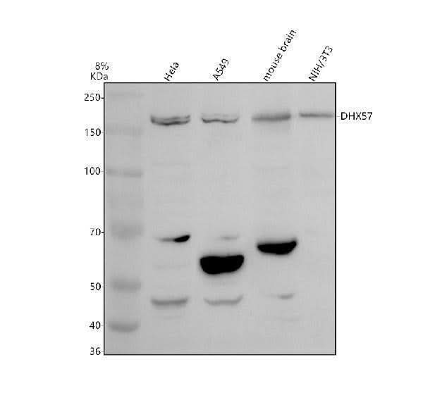 Anti-DHX57 Antibody Picoband® Boster Bio