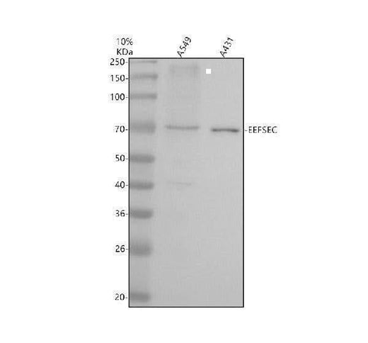 Anti-EEFSEC Antibody Picoband® Boster Bio