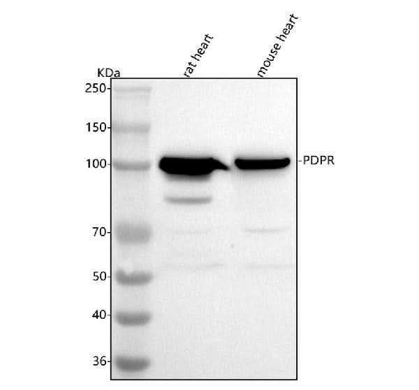 Anti-PDPR Antibody Picoband® Boster Bio