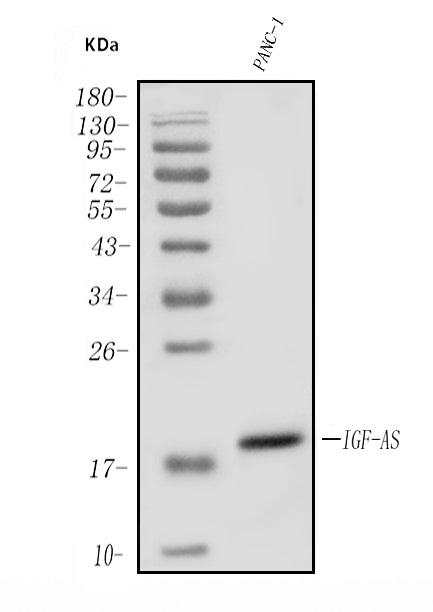 Anti-IGF2-AS Antibody Picoband® Boster Bio