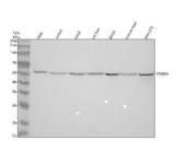 Anti-PSMD5 Antibody Picoband® Boster Bio