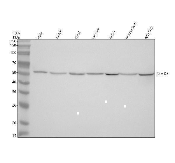 Anti-PSMD5 Antibody Picoband® Boster Bio