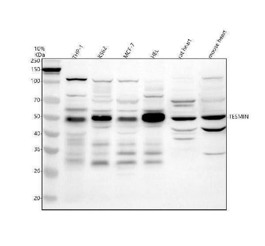 Anti-TESMIN Antibody Picoband® Boster Bio