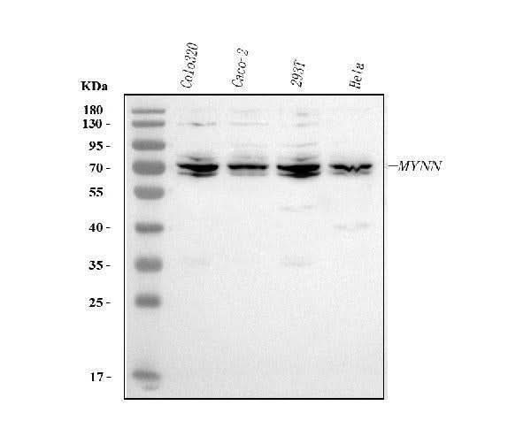 Anti-MYNN Antibody Picoband® Boster Bio
