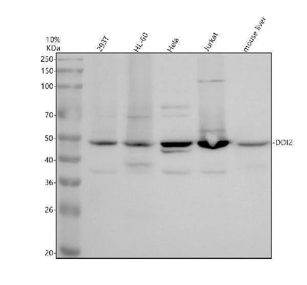 Anti-DDI2 Antibody Picoband® Boster Bio