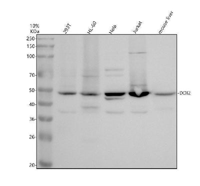Anti-DDI2 Antibody Picoband® Boster Bio