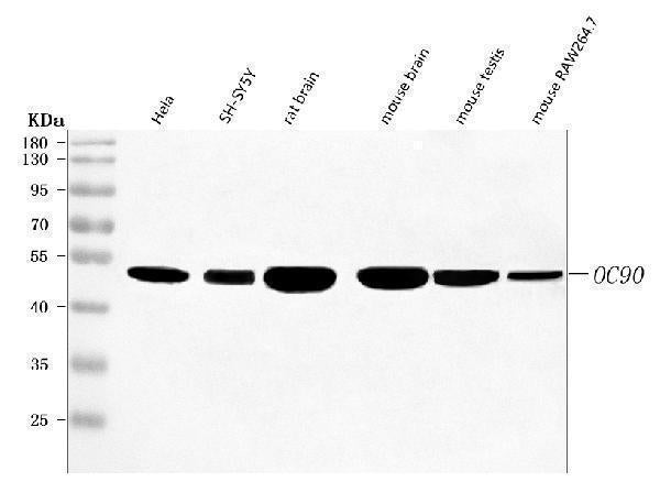 Anti-OC90 Antibody Picoband® Boster Bio
