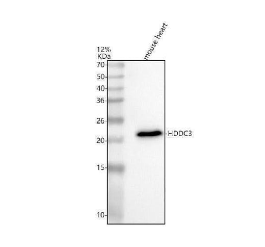 Anti-HDDC3 Antibody Picoband® Boster Bio
