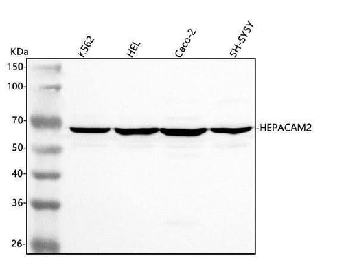 Anti-HEPACAM2 Antibody Picoband® Boster Bio