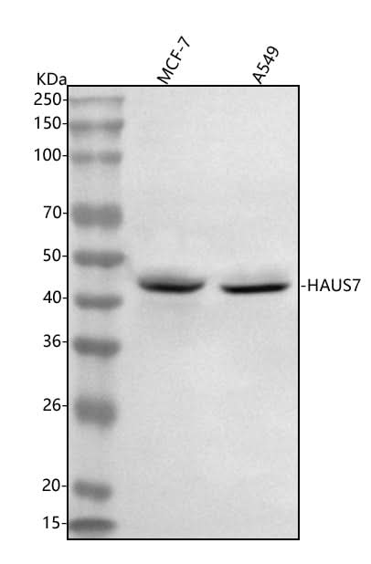 Anti-UCHL5IP/HAUS7 Antibody Picoband® Boster Bio