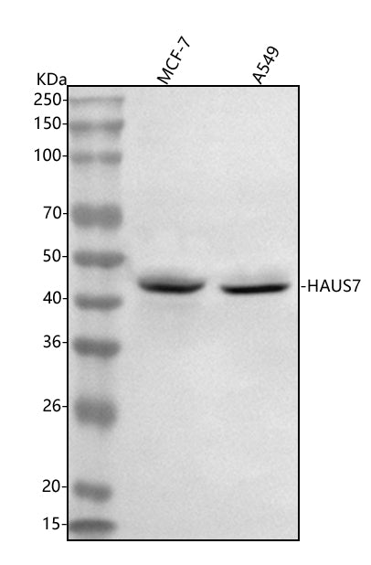 Anti-UCHL5IP/HAUS7 Antibody Picoband® Boster Bio