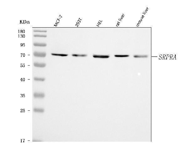Anti-SRPRA Antibody Picoband® Boster Bio